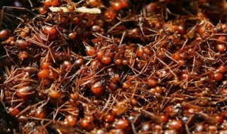 Lễ trưởng thành: Những câu chuyện kỳ lạ