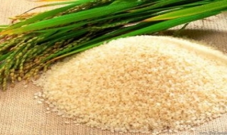 Việt Nam- Cuba ưu tiên các dự án hợp tác lúa gạo