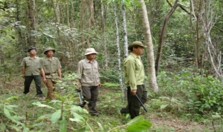 Vi phạm lâm luật giảm mạnh, nhưng phá rừng trồng lại tăng