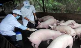 Thủ tướng Chính phủ quyết định:Mua dự trữ 500.000 liều vắc xin tai xanh