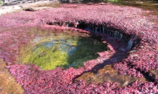 Cano Cristales (Colombia) - dòng sông ngũ sắc