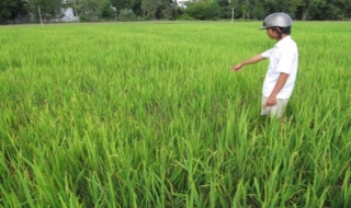 Châu Thành: Chuột phá hoại lúa