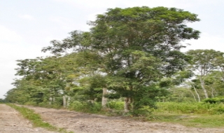 Nhức nhối nạn phá rừng trồng (tt)