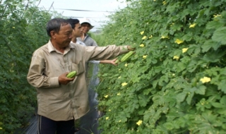 Gò Dầu: Trồng trình diễn giống khổ qua lai F1 Innova 11