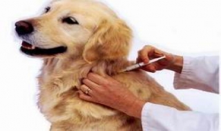 Phấn đấu đến 2015, 70% số tỉnh không có bệnh dại ở động vật