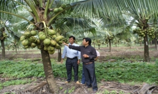 TT. SX giống Trảng Bàng: Nhiều giống dừa và cây có dầu có giá trị kinh tế cao