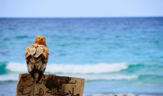 Đảo Socotra – vùng đất của loài huyết rồng quý hiếm