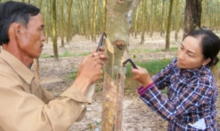Năm 2011, Tân Châu mở được 32 lớp đào tạo nghề cho nông dân