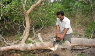 Tân Biên: Cưỡng chế cưa hạ 9 ha điều trồng trên đất lâm nghiệp