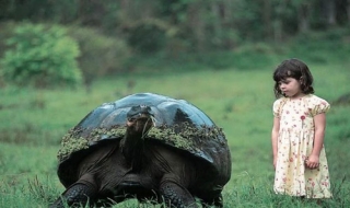 'Cụ rùa' nặng 400 kg tại Galapagos