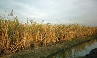 Tân Châu: Mía khô, dân héo