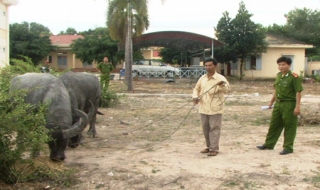 CA Tân Châu: Bắt 3 kẻ trộm trâu