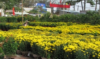 Khai trương Chợ hoa Trảng Bàng