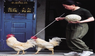 Gà trống biết đá bóng