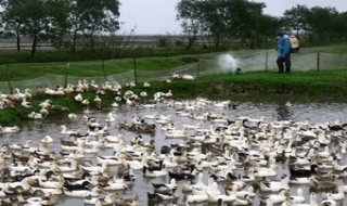 Dịch cúm gia cầm bùng phát tại 10 tỉnh, thành phố