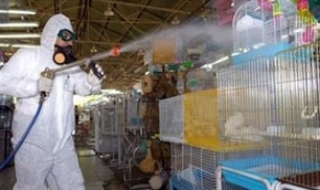 Nhập khẩn cấp vaccine, tìm giải pháp ngăn chặn cúm gia cầm