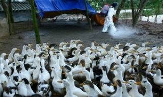 Đề xuất mua 50 triệu liều vắcxin phòng cúm H5N1