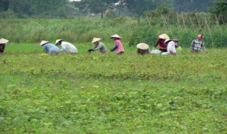 Gò Dầu: Đậu xanh thất mùa, thất giá