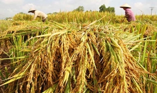 40 quốc gia dự hội nghị FAO ở Hà Nội