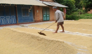Nông dân Trảng Bàng xuống giống vụ Hè thu