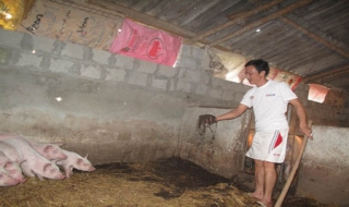 Nuôi lợn không mùi bằng đệm sinh học