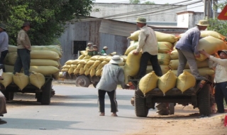 Cánh tây Trảng Bàng: Lúa được mùa, nông dân… kém vui