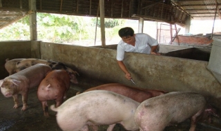 Tân Châu: Tổ chức tiêm phòng cho gia súc, gia cầm