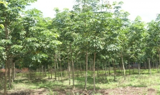 Diện tích cao su phát triển mạnh ở Trảng Bàng