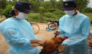 Tạm dừng tiêm phòng vắc xin cúm gia cầm ở một số địa phương