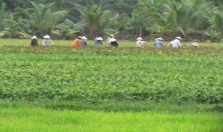 Huyện Gò Dầu: Sản xuất vụ Đông Xuân 2011-2012 đạt kết quả tốt