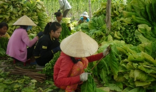 Cây thuốc lá được mùa, nông dân Châu Thành phấn khởi