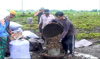Vụ Đông xuân 2012: Nông dân huyện Dương Minh Châu “vui ít, lo nhiều”
