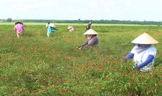 Châu Thành: Ớt rớt giá  - người trồng lao đao