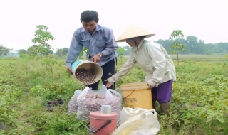 Trảng Bàng: Mô hình canh tác hiệu quả, nông dân thu nhập khá