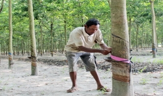 Ấp Suối Dầm, xã Tân Đông, huyện Tân Châu: Nhiều hộ dân tộc Khmer phát triển cây cao su