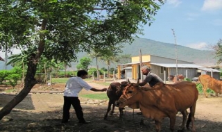 Khống chế dịch lở mồm, long móng bằng Aftopor