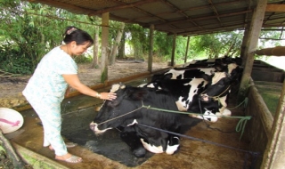 Trảng Bàng: Giá sữa bò tươi ổn định, nông dân bớt rầu