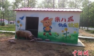 Thăm làng của lợn PigVille ở Trung Quốc
