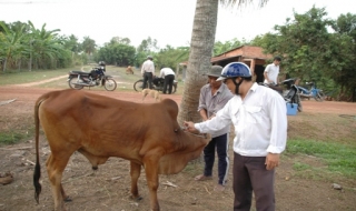 Tân Biên: Kỷ luật một loạt cán bộ “gian lận” trong tiêm phòng gia súc