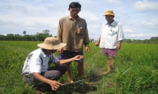 Bến Cầu: Nông dân điêu đứng vì “giặc chuột” phá hoại lúa