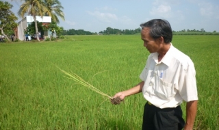 Châu Thành: Xuất hiện bệnh đạo ôn và bệnh cháy bìa lá
