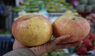 Cục Bảo vệ thực vật kết luận về táo Trung Quốc 'nhiễm độc'