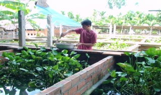 Trảng Bàng: Hiệu quả từ mô hình nuôi lươn kết hợp thả cá trê