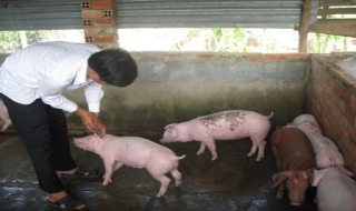 Dịch bệnh heo tai xanh tiếp tục có nguy cơ lan rộng