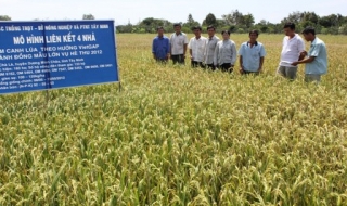 Mô hình liên kết 4 nhà mang lại hiệu quả cho nông dân huyện Dương Minh Châu