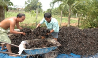 Trảng Bàng: Một chủ vườn thử nghiệm dùng lục bình làm phân bón lan