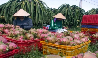 Thanh long của Bình Thuận xuất thẳng sang Hoa Kỳ