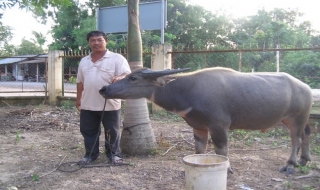 Bắt tên trộm trâu