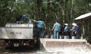 Nông trường Gò Dầu: Phấn đấu đạt kế hoạch khai thác mủ