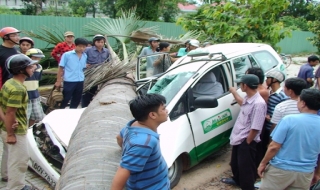 Trảng Bàng: Cây xanh bật gốc đè nát taxi